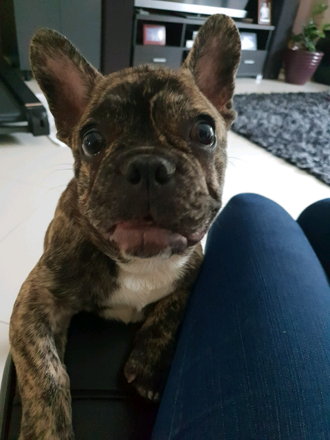 gumtree dogs north east